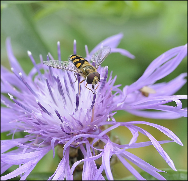 Полосатое настроение...