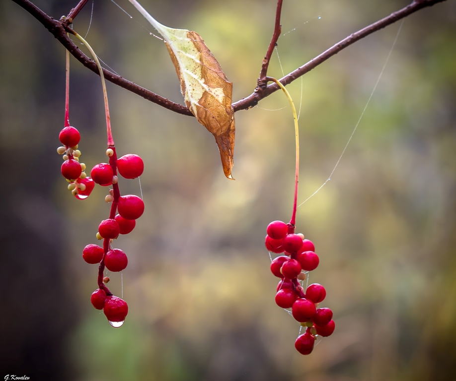 Дары природы...