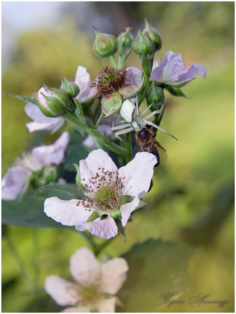 Крылья ,лапы,главное маскировка !!!