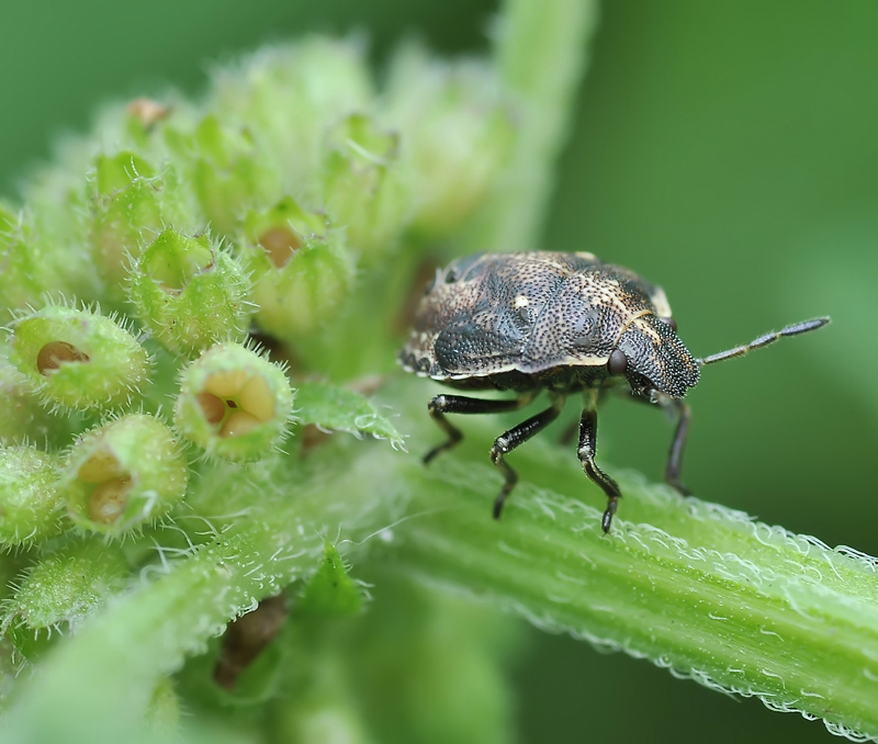 БрызговичЁк...