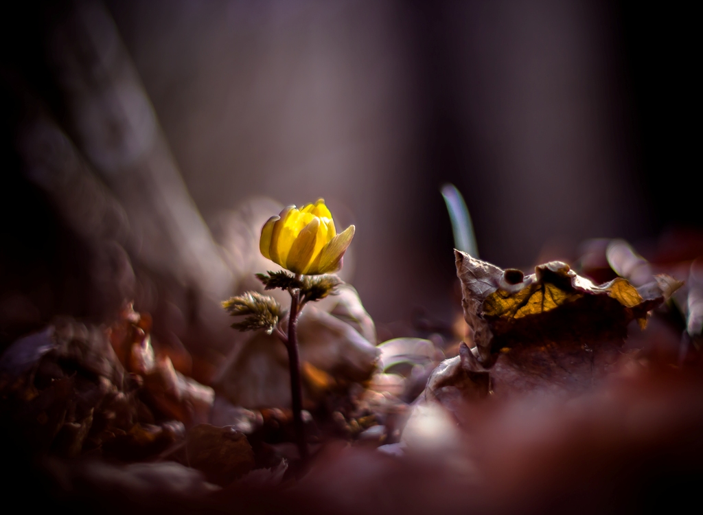 Отголоски осени...