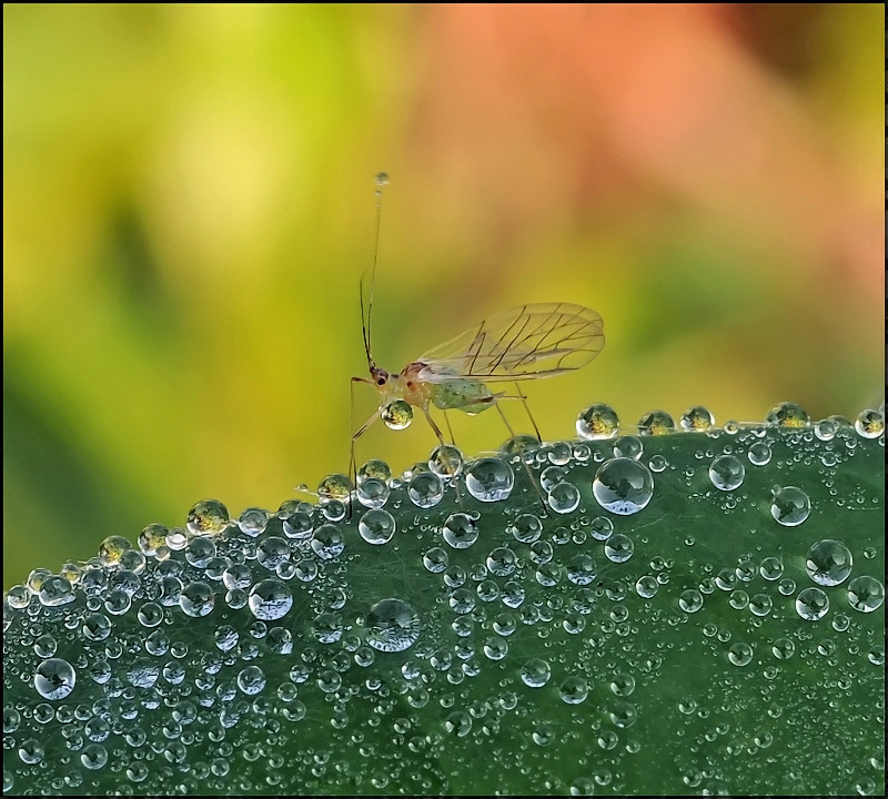 Радужная волшебница...
