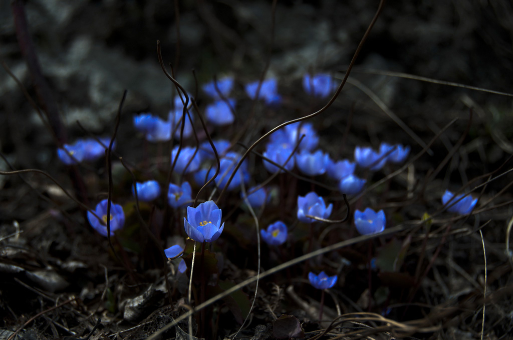 Ночные огоньки