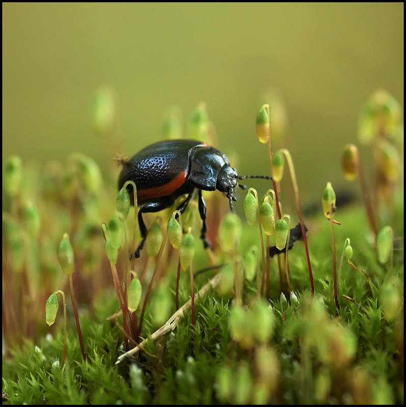 Непролазная осень...
