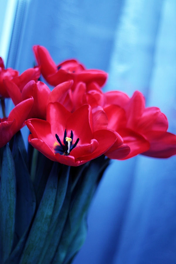 Весна расцветает!