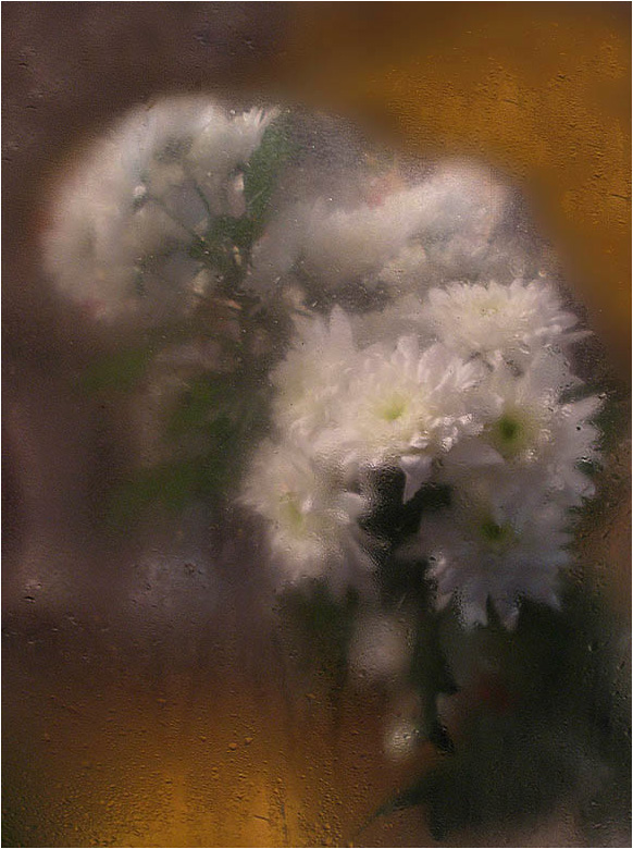 хризантема белая