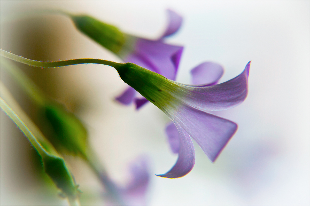 Тянутся к солнцу