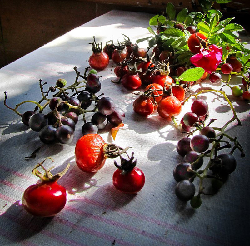 Autumn Still Life - шиповник