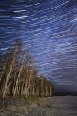 Startrails На берегу березовой рощи
