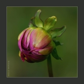 бутон. Lidengarden. Звоз 2018