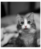 Наша киска купила бы.....