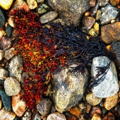 "аки рябина фукус горит..."- говорила белка с огенным хвостом, обнимающая камень...