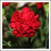 Несущие радость девушкам