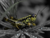 Механический кузнечик