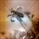 ЗвездоЧЁТ...