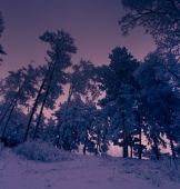 морозный рассвет