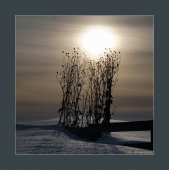 На тонких пальчиках зимы. 2017