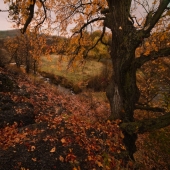 Рыжая пора-II