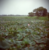 один воин не в поле