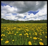 Поле тысячи солнц..