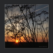 зонтики. 2015