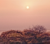 Вельвичия маака под знойным солнцем