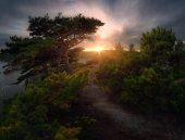 Реликтовые сосны