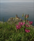 Маяк и лилия