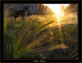 Взгляд сквозь призму счастья.