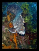 Собачка на цепи