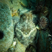 От он - бычок ))