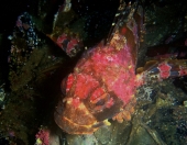 Рыбий портрет