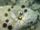 выделиться можно и молча