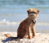 Маленький ГАВ :)