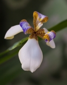 С праздником, милые дамы!