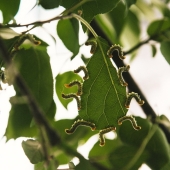 Ненасытные