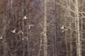 Летят утки...
