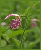 Венерин башмачок.