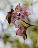 Веточка вишни