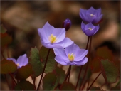 Джефферсония