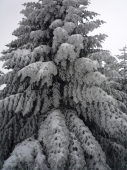 tree in winter