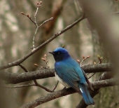 Синяя мухоловка