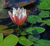 Nymphaea