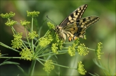 Махаон (Papilio machaon) и укроп