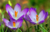 Крокусы