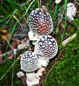 чудогрибочки