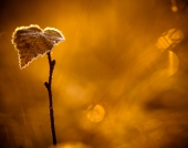 В золоте октября...