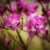 пестики-тычинки...