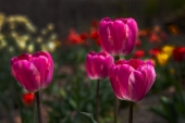 Тюльпаны Тюльпаны