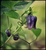 Малыш колокольчик